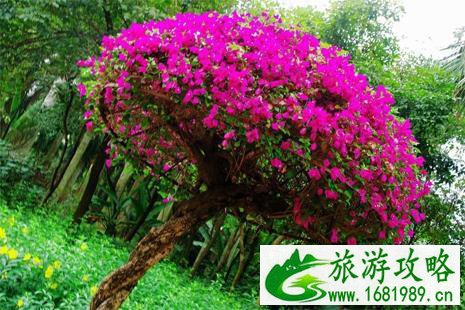 2022深圳簕杜鹃花展时间+地点+门票+交通