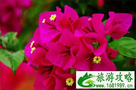 2022深圳簕杜鹃花展时间+地点+门票+交通