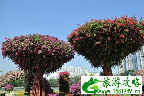 2022深圳簕杜鹃花展时间+地点+门票+交通