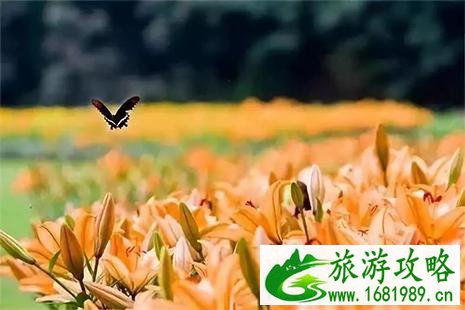 2022上农游嘉年华百合花观赏时节 2022上农游嘉年华百合花观赏时节