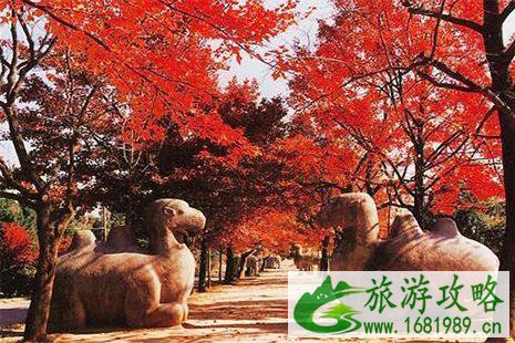 苏州周边赏红叶的地方 苏州最佳红叶观赏地 苏州周边赏红叶的地方 苏州最佳红叶观赏地