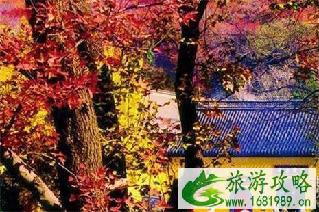 苏州周边赏红叶的地方 苏州最佳红叶观赏地 苏州周边赏红叶的地方 苏州最佳红叶观赏地
