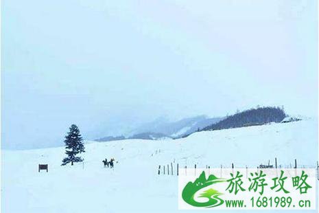 可可托海国际滑雪场确定在11月26号开业吗