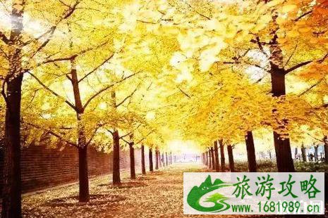 月坛公园门票价格 月坛公园银杏攻略（地址+交通）
