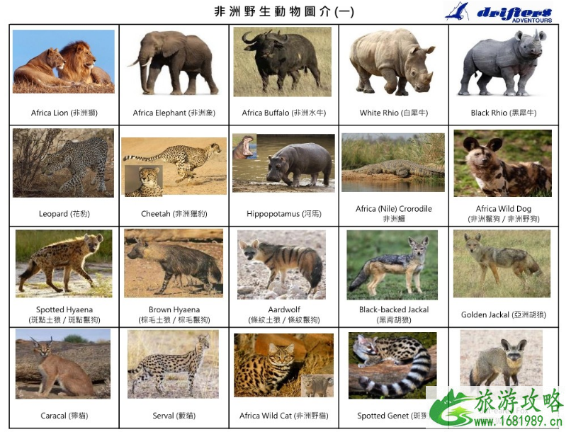 非洲哪里可以看动物大迁徙 非洲哪里可以看动物大迁徙
