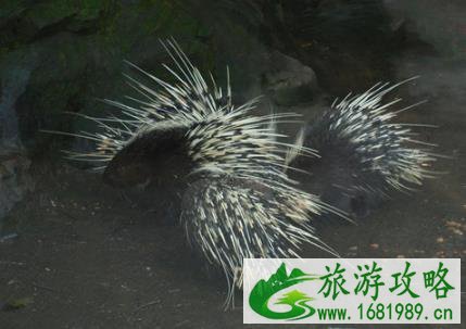 杭州动物园门票多少钱