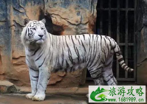 南宁适合小孩玩的地方有哪些 南宁适合小孩玩的地方有哪些