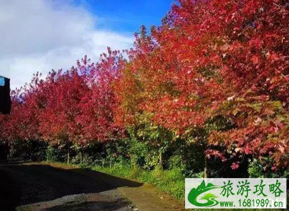 什邡红枫岭景区怎么去 红叶红了吗 什邡红枫岭景区怎么去 红叶红了吗