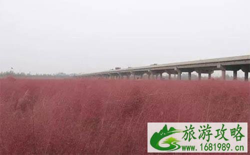 2022西安在哪能见到粉黛乱子草