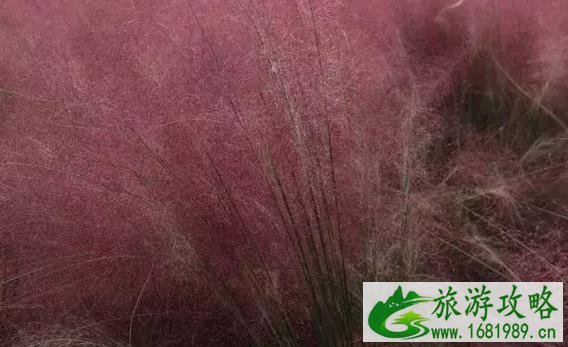 2022西安在哪能见到粉黛乱子草