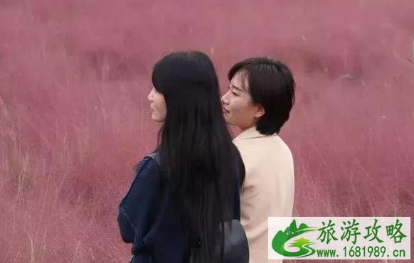 2022西安在哪能见到粉黛乱子草