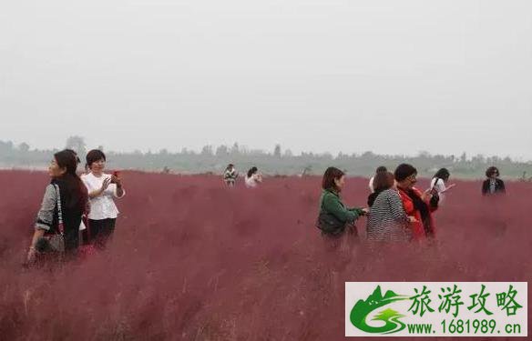 2022西安在哪能见到粉黛乱子草