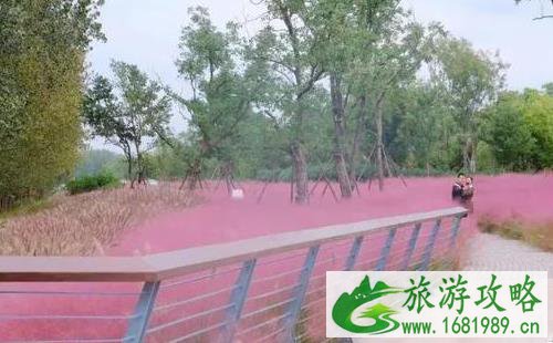 南京哪里有粉黛乱子草 南京哪里有粉黛乱子草