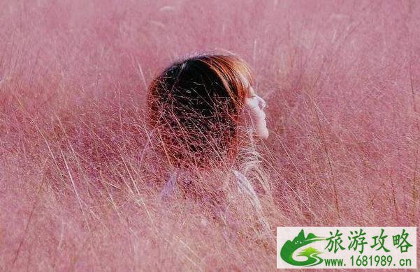 南京哪里有粉黛乱子草 南京哪里有粉黛乱子草