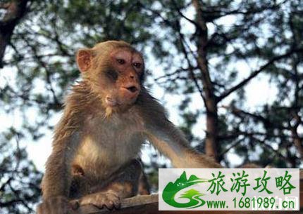 千岛湖桂花岛猴岛门票是多少钱?千岛湖桂花岛有猴子吗 千岛湖桂花岛猴岛门票是多少钱?千岛湖桂花岛有猴子吗