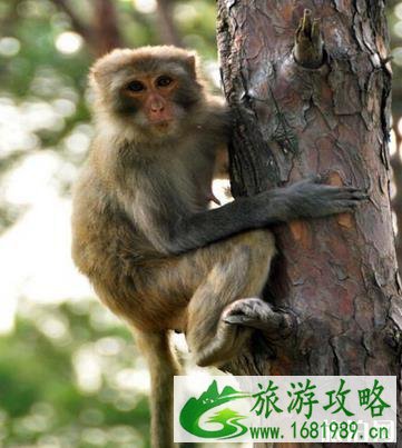 千岛湖桂花岛猴岛门票是多少钱?千岛湖桂花岛有猴子吗 千岛湖桂花岛猴岛门票是多少钱?千岛湖桂花岛有猴子吗