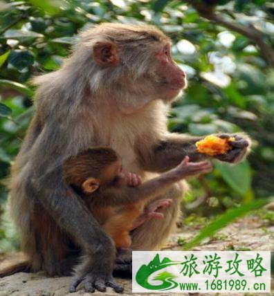 千岛湖桂花岛猴岛门票是多少钱?千岛湖桂花岛有猴子吗 千岛湖桂花岛猴岛门票是多少钱?千岛湖桂花岛有猴子吗