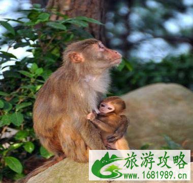 千岛湖桂花岛猴岛门票是多少钱?千岛湖桂花岛有猴子吗 千岛湖桂花岛猴岛门票是多少钱?千岛湖桂花岛有猴子吗