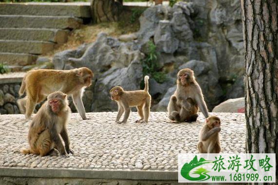 千岛湖桂花岛猴岛门票是多少钱?千岛湖桂花岛有猴子吗 千岛湖桂花岛猴岛门票是多少钱?千岛湖桂花岛有猴子吗