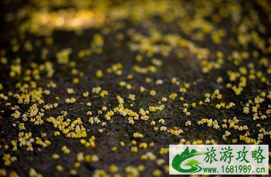 2022杭州满觉陇桂花开了吗 最佳观赏时间是多少 2022杭州满觉陇桂花开了吗 最佳观赏时间是多少