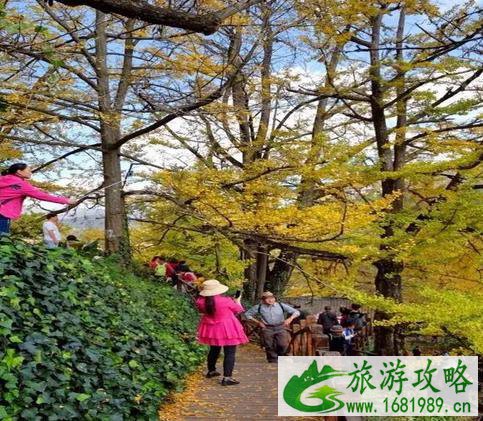 六盘水妥乐村最佳旅游时间 妥乐村的银杏树黄了吗 六盘水妥乐村最佳旅游时间 妥乐村的银杏树黄了吗