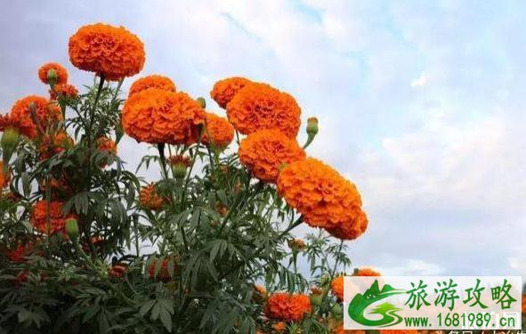 十月湖北哪有赏花的地方