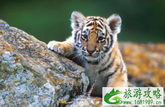 哪里可以和东北虎幼崽合影 东北虎幼崽合影50元收费合法吗 哪里可以和东北虎幼崽合影 东北虎幼崽合影50元收费合法吗