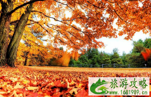 2022武汉枫叶观赏时间+最佳地点+交通 2022武汉枫叶观赏时间+最佳地点+交通