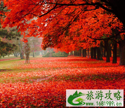 2022武汉枫叶观赏时间+最佳地点+交通 2022武汉枫叶观赏时间+最佳地点+交通