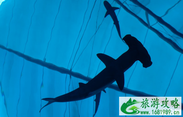 去新加坡怎么玩 2022新加坡旅游攻略