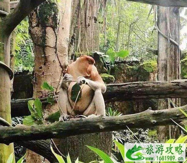 新加坡动物园攻略 新加坡动物园攻略
