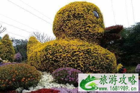 2022深圳东湖公园菊花展举办了吗 深圳周末去哪玩比较好 2022深圳东湖公园菊花展举办了吗 深圳周末去哪玩比较好