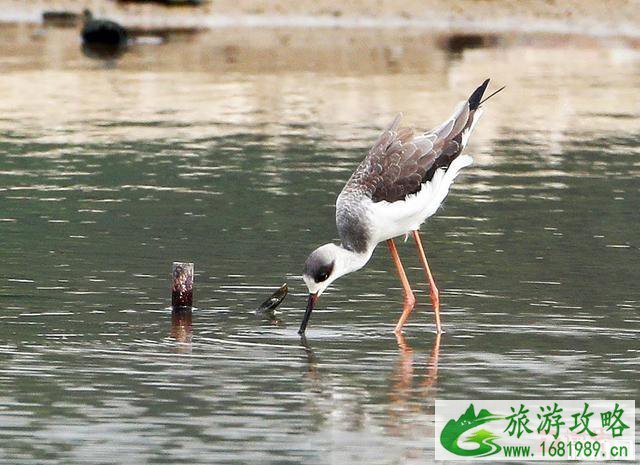 深圳观鸟最佳地点推荐 深圳观鸟点攻略