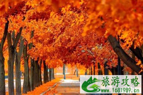 现在去哪看枫叶 什么时候去北疆看红叶 现在去哪看枫叶 什么时候去北疆看红叶