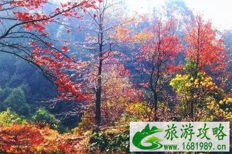 2022广东赏红叶的地方有哪些 2022广东赏红叶的地方有哪些