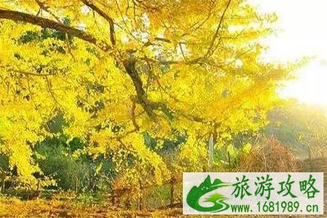 2022广东赏红叶的地方有哪些 2022广东赏红叶的地方有哪些