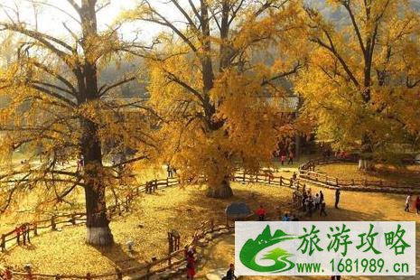 中国千年银杏谷景区攻略 中国千年银杏谷景区攻略