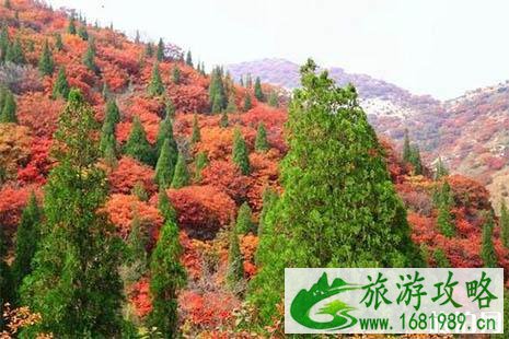 博山赏红叶哪里好 博山赏红叶哪里好