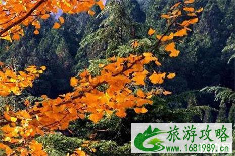 博山赏红叶哪里好 博山赏红叶哪里好