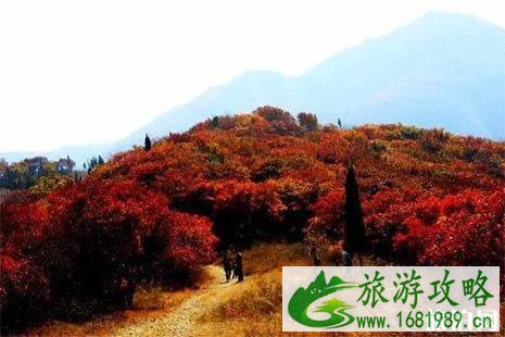 博山赏红叶哪里好 博山赏红叶哪里好