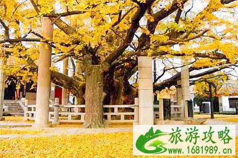 2022苏州银杏景点有哪些