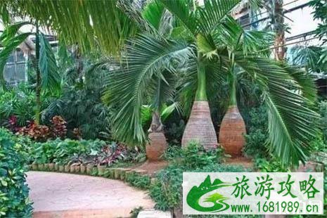 呀路古热带植物园地址 呀路古热带植物园游玩攻略