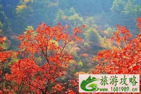 河北看红叶最好的地方 河北看红叶最好的地方