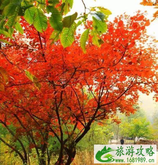 河北看红叶最好的地方 河北看红叶最好的地方