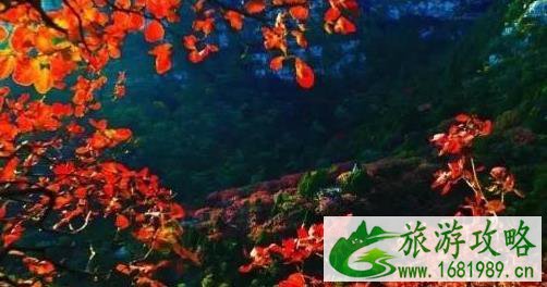 河北看红叶最好的地方 河北看红叶最好的地方
