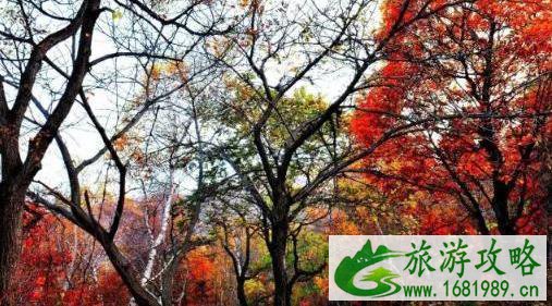 河北看红叶最好的地方 河北看红叶最好的地方