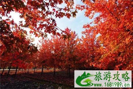 中国哪里的枫叶最好看 中国枫叶最美的十大地方 中国哪里的枫叶最好看 中国枫叶最美的十大地方