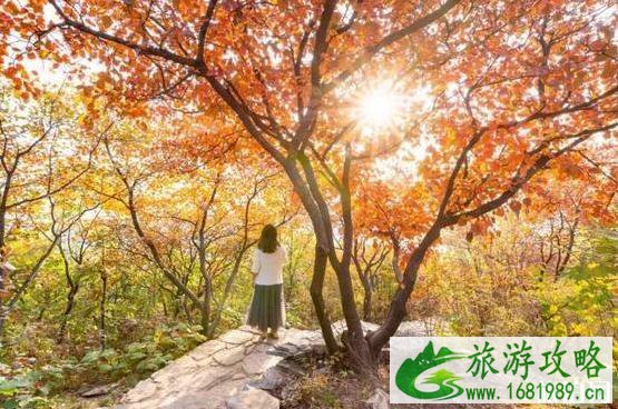 2022年第七届幽岚山坡峰岭红叶节 北京上方山红叶观赏攻略 2022年第七届幽岚山坡峰岭红叶节 北京上方山红叶观赏攻略
