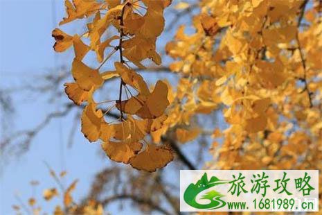 2022长兴银杏长廊最佳观赏时间是多少 长兴银杏林要门票吗