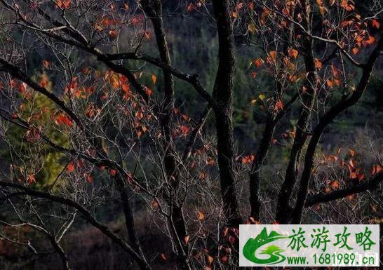 大悟县赏红叶路线安排推荐 采风地推荐+交通